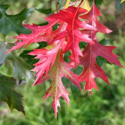 Oak, scarlet